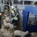 41 people appear before the judiciary in the corruption of importing one million heads of livestock – Al-Shorouk Online