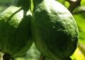 COMMENTARY: You call it gwiyav…I call it guava!