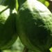 COMMENTARY: You call it gwiyav…I call it guava!