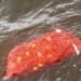 Dozens dead after passenger boat capsize Guyana – the True Time