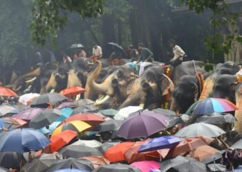 Thousands brave torrential rain to witness iconic Aanayoottu ritual at temple in Kerala’s Thrissur