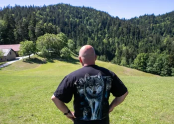 Wolves on the Pohorje: State hunting grounds, the new home of Gorenjec and Hrvatica
