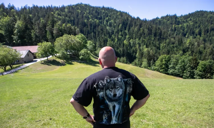 Wolves on the Pohorje: State hunting grounds, the new home of Gorenjec and Hrvatica