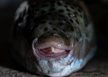 Silver-cheeked pufferfish scares tourists – don’t touch it