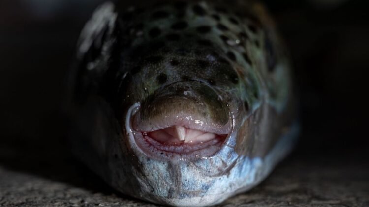 Silver-cheeked pufferfish scares tourists – don’t touch it