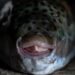 Silver-cheeked pufferfish scares tourists – don’t touch it