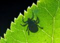 Drought detrimental to ticks and invasive beetles in Switzerland