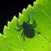 Drought detrimental to ticks and invasive beetles in Switzerland