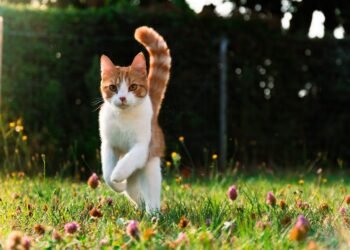 Cat and training: How to teach her to come when called