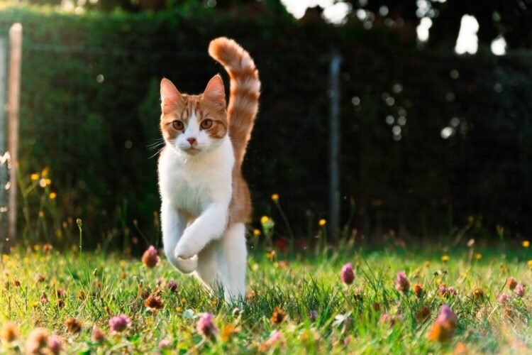 Cat and training: How to teach her to come when called