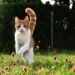 Cat and training: How to teach her to come when called