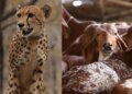 Goats and cattle form half of cheetah prey in Kuno, chital 42%: Report | India News