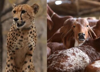 Goats and cattle form half of cheetah prey in Kuno, chital 42%: Report | India News