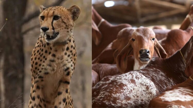 Goats and cattle form half of cheetah prey in Kuno, chital 42%: Report | India News