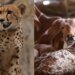 Goats and cattle form half of cheetah prey in Kuno, chital 42%: Report | India News