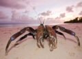Did giant, terrifying coconut crabs play a part in Amelia Earhart’s disappearance?