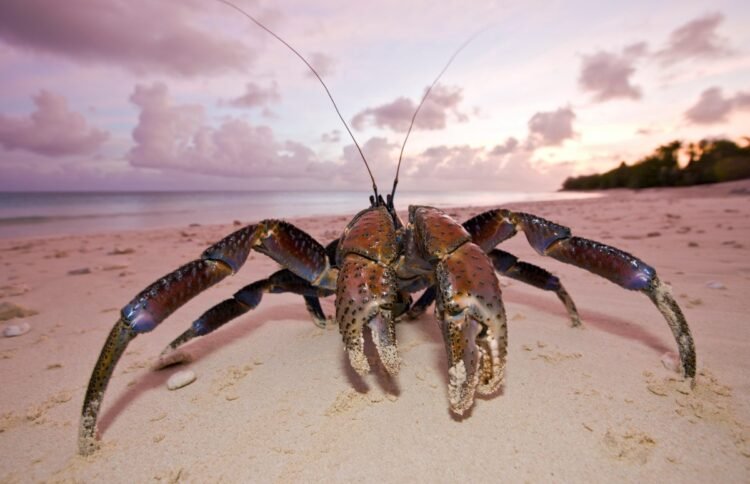 Did giant, terrifying coconut crabs play a part in Amelia Earhart’s disappearance?