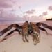 Did giant, terrifying coconut crabs play a part in Amelia Earhart’s disappearance?