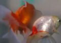 Argentina court recognizes two goldfish as sentient beings with rights