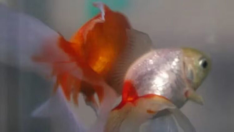 Argentina court recognizes two goldfish as sentient beings with rights