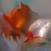 Argentina court recognizes two goldfish as sentient beings with rights