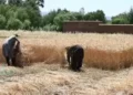 About 45 thousand metric tons of wheat have been collected in Kapisa this year