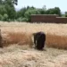 About 45 thousand metric tons of wheat have been collected in Kapisa this year