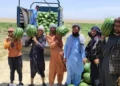 In Logar, the area under watermelon cultivation has increased by almost 25 percent this year