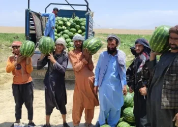 In Logar, the area under watermelon cultivation has increased by almost 25 percent this year