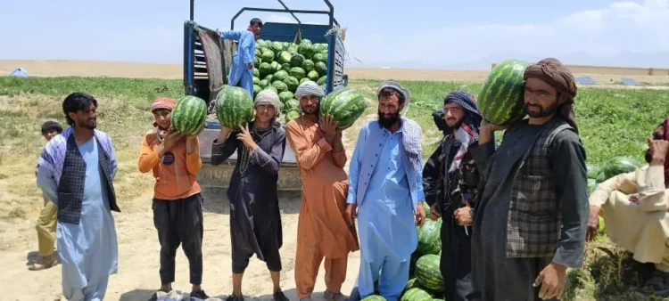 In Logar, the area under watermelon cultivation has increased by almost 25 percent this year