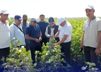 Uzbek experts visited the cotton fields of the Silver Emirate Company