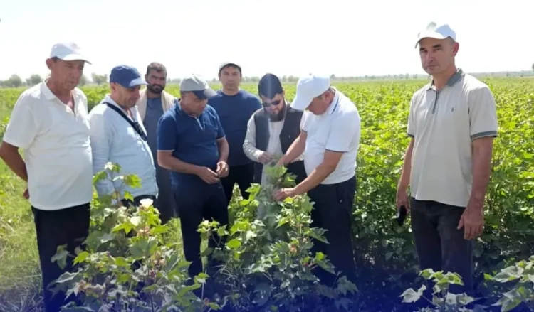 Uzbek experts visited the cotton fields of the Silver Emirate Company