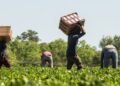 EDITORIAL: Modern-day slavery in migrant labour markets