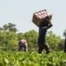EDITORIAL: Modern-day slavery in migrant labour markets