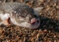 Harehead: ‘Unfit to eat – Problem for fishing
