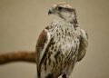 17 Young Saker Falcons Begin Their Lives with Satellite Trackers