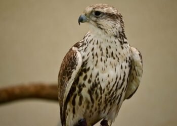 17 Young Saker Falcons Begin Their Lives with Satellite Trackers