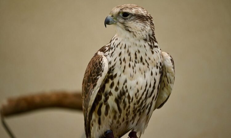 17 Young Saker Falcons Begin Their Lives with Satellite Trackers