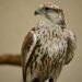 17 Young Saker Falcons Begin Their Lives with Satellite Trackers