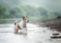Dog and the sea: How to teach him to swim