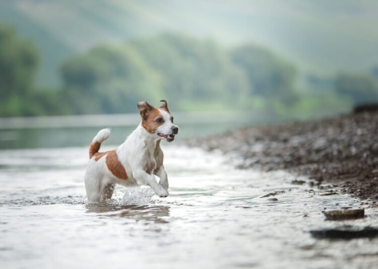 Dog and the sea: How to teach him to swim