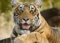 Satkosia tough lesson for India’s tiger reintroduction programme