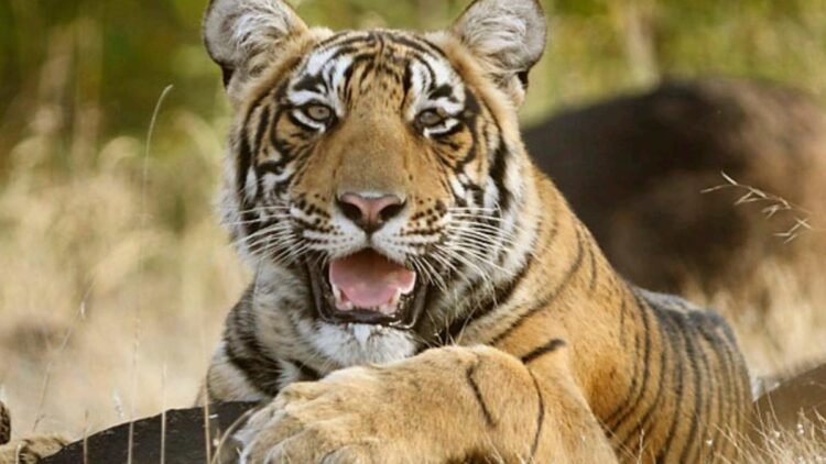 Satkosia tough lesson for India’s tiger reintroduction programme