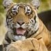 Satkosia tough lesson for India’s tiger reintroduction programme