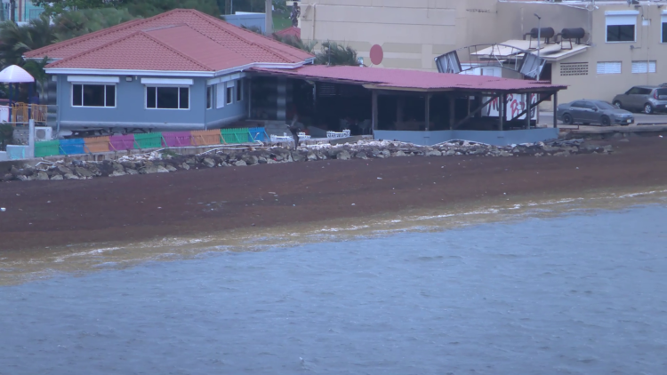 El sargazo llega a la Ciudad de Belize y preocupa a residentes y comercios
