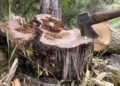 Fines for illegal tree felling increased in Tajikistan