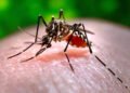 Hawaii reports 6th case of travel-related dengue this year
