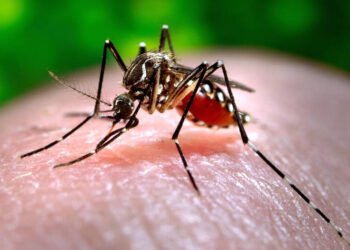 Hawaii reports 6th case of travel-related dengue this year