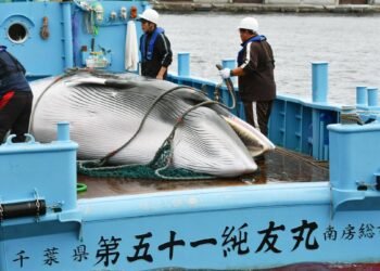 Say no to whale hunting, NGOs urge Antigua & Barbuda’s PM
