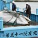 Say no to whale hunting, NGOs urge Antigua & Barbuda’s PM